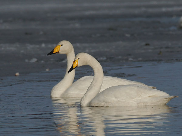 Laulujoutsen, Whooper Swan, Cygnus cygnus